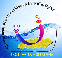 Graphical abstract: Well-defined hierarchical teddy bear sunflower-like NiCo2O4 electrocatalyst for superior water oxidation
