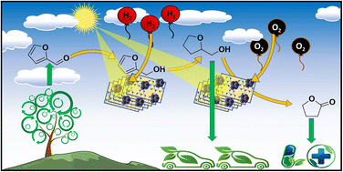 Graphical abstract: Photocatalytic selective conversion of furfural to γ-butyrolactone through tetrahydrofurfuryl alcohol intermediates over Pd NP decorated g-C3N4