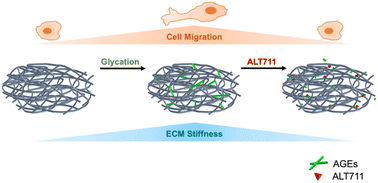 Graphical abstract: AGE-breaker ALT711 reverses glycation-mediated cancer cell migration
