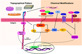 Graphical abstract: Emerging modulators for osteogenic differentiation: a combination of chemical and topographical cues for bone microenvironment engineering