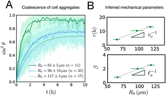 Graphical abstract: Arrested coalescence of multicellular aggregates
