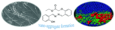 Graphical abstract: Experimental and molecular dynamics studies on aggregation behaviour of salicylaldehyde azine ester