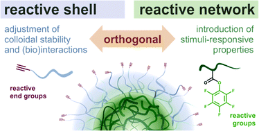 Graphical abstract: Dual-reactive nanogels for orthogonal functionalization of hydrophilic shell and amphiphilic network
