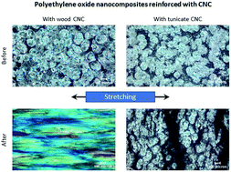 Graphical abstract: How hydrogen-bonding interactions and nanocrystal aspect ratios influence the morphology and mechanical performance of polymer nanocomposites reinforced with cellulose nanocrystals