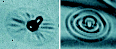 Graphical abstract: Shape instabilities of islands in smectic films under lateral compression