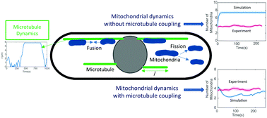 Graphical abstract: Coupling of mitochondrial population evolution to microtubule dynamics in fission yeast cells: a kinetic Monte Carlo study