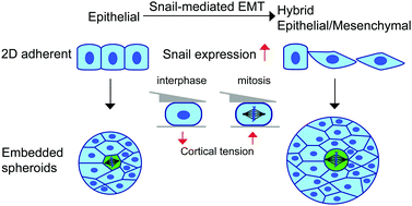 Graphical abstract: Skin epithelial cells change their mechanics and proliferation upon snail-mediated EMT signalling