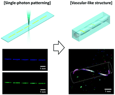 Graphical abstract: Fabrication of heterogeneous chemical patterns on stretchable hydrogels using single-photon lithography