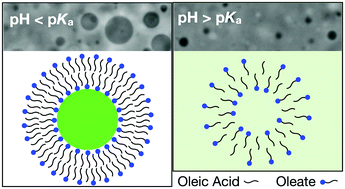 Graphical abstract: Subtle changes in pH affect the packing and robustness of fatty acid bilayers