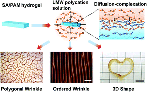 Graphical abstract: Strong and tough self-wrinkling polyelectrolyte hydrogels constructed via a diffusion–complexation strategy