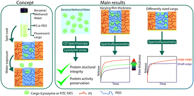 Graphical abstract: Quantitative analysis of biomolecule release from polystyrene-block-polyethylene oxide thin films