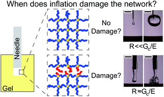 Graphical abstract: Linking cavitation and fracture to molecular scale structural damage of model networks