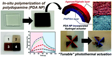 Graphical abstract: Fabrication of a tunable photothermal actuator via in situ oxidative polymerization of polydopamine nanoparticles in hydrogel bilayers