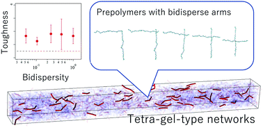 Graphical abstract: Brownian simulations for tetra-gel-type phantom networks composed of prepolymers with bidisperse arm length