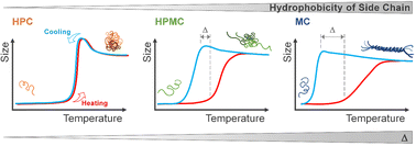 Graphical abstract: Hysteresis in the thermally induced phase transition of cellulose ethers