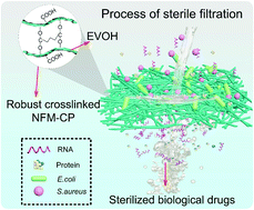 Graphical abstract: An EVOH nanofibrous sterile membrane with a robust and antifouling surface for high-performance sterile filtration via glutaraldehyde crosslinking and a plasma-assisted process