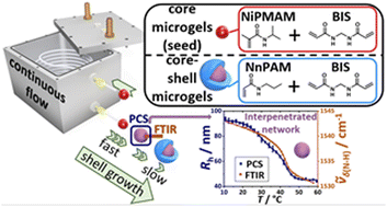 Graphical abstract: Core–shell microgels synthesized in continuous flow: deep insight into shell growth using temperature-dependent FTIR