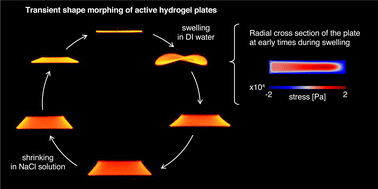 Graphical abstract: Transient shape morphing of active gel plates: geometry and physics