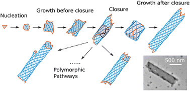 Graphical abstract: Polymorphic self-assembly of helical tubules is kinetically controlled