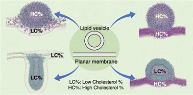 Graphical abstract: Modulation of lipid vesicle–membrane interactions by cholesterol
