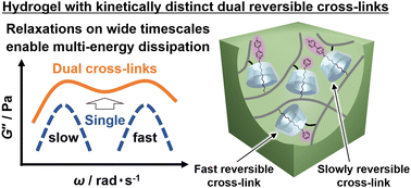 Graphical abstract: Multi-energy dissipation mechanisms in supramolecular hydrogels with fast and slow relaxation modes