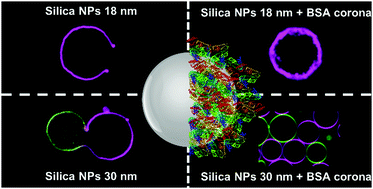 Graphical abstract: Protein corona alters the mechanisms of interaction between silica nanoparticles and lipid vesicles