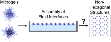 Graphical abstract: Fluid interface-assisted assembly of soft microgels: recent developments for structures beyond hexagonal packing
