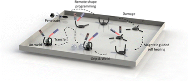 Graphical abstract: Magnetic vitrimer-based soft robotics