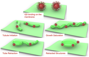 Graphical abstract: Spontaneous formation and growth kinetics of lipid nanotubules induced by passive nanoparticles