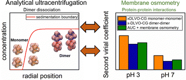 Graphical abstract: Determination of specific and non-specific protein–protein interactions for beta-lactoglobulin by analytical ultracentrifugation and membrane osmometry experiments