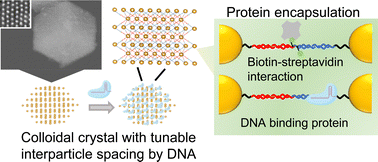 Graphical abstract: DNA-functionalized colloidal crystals for macromolecular encapsulation