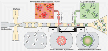 Graphical abstract: Microfluidic dual picoinjection based encapsulation of hemoglobin in alginate microcapsules reinforced by a poly(l-lysine)-g-poly(ethylene glycol)