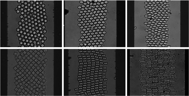 Graphical abstract: Design rules for 2D field mediated assembly of different shaped colloids into diverse microstructures