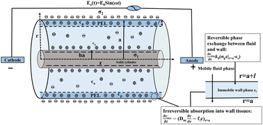 Graphical abstract: Impact of hydrodynamics and rheology of the ion partitioning effect on electrokinetic flow through a soft annulus with a retentive and absorptive wall
