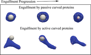 Graphical abstract: A theoretical model of efficient phagocytosis driven by curved membrane proteins and active cytoskeleton forces