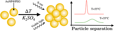 Graphical abstract: Formation of kinetically trapped small clusters of PEGylated gold nanoparticles revealed by the combination of small-angle X-ray scattering and visible light spectroscopy