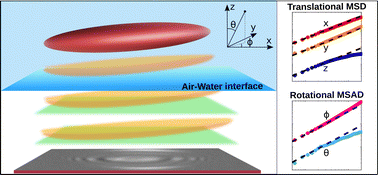 Graphical abstract: Dynamics of prolate spheroids in the vicinity of an air–water interface
