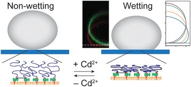 Graphical abstract: Modulation of wetting of stimulus responsive polymer brushes by lipid vesicles: experiments and simulations