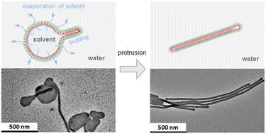 Graphical abstract: Supramolecular nanofibers via protrusion budding interfacial membrane