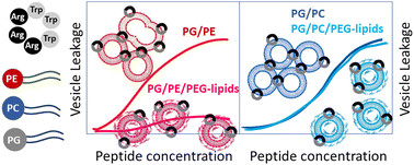 Graphical abstract: Membrane permeabilization can be crucially biased by a fusogenic lipid composition – leaky fusion caused by antimicrobial peptides in model membranes