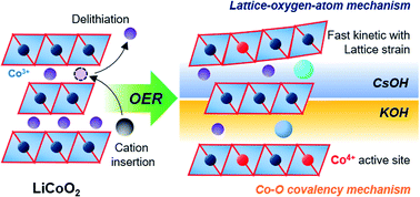 Graphical abstract: Alteration of oxygen evolution mechanisms in layered LiCoO2 structures by intercalation of alkali metal ions
