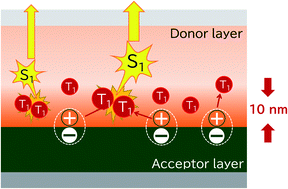 Graphical abstract: Spatial distribution of triplet excitons formed from charge transfer states at the donor/acceptor interface