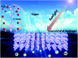 Graphical abstract: A vasculatural hydrogel combined with Prussian blue for solar-driven vapor generation