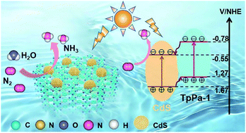 Graphical abstract: Anchoring ultrafine CdS nanoparticles in TpPa-1-COF: a type II heterojunction for enhanced photocatalytic N2 fixation