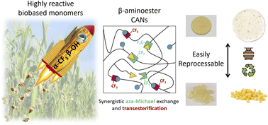 Graphical abstract: Biobased catalyst-free covalent adaptable networks based on CF3-activated synergistic aza-Michael exchange and transesterification