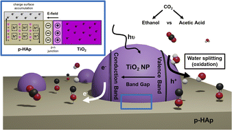 Graphical abstract: Hydroxyapatite-based catalysts for CO2 fixation with controlled selectivity towards C2 products. Phenomenal support or active catalyst?