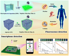 Graphical abstract: Facile fabrication of luminescent Tb@HOF-based films as a highly sensitive platform for detecting nicotine and its metabolite cotinine via fluorescence sensing and a smartphone