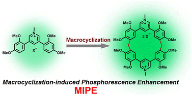 Graphical abstract: Macrocyclization-induced phosphorescence enhancement of pyridinium-based macrocycles