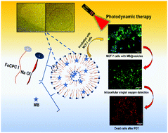 Graphical abstract: Metallocatanionic vesicle-mediated enhanced singlet oxygen generation and photodynamic therapy of cancer cells
