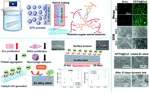 Graphical abstract: Facile fabrication of biodegradable endothelium-mimicking coatings on bioabsorbable zinc-alloy stents by one-step electrophoretic deposition